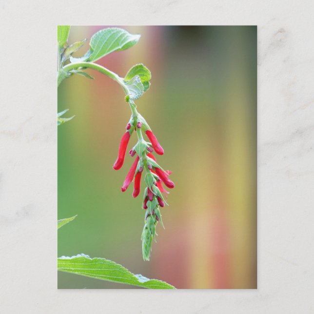 Pineapple Sage Bloom Postcard (Front)