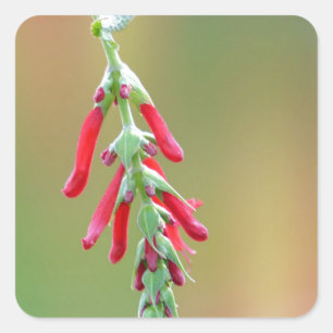 Pineapple Sage Bloom Square Sticker