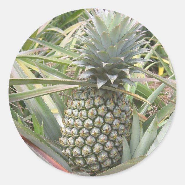 Pineapple Sticker (Front)