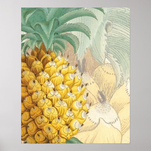 Pineapple with enlargement poster