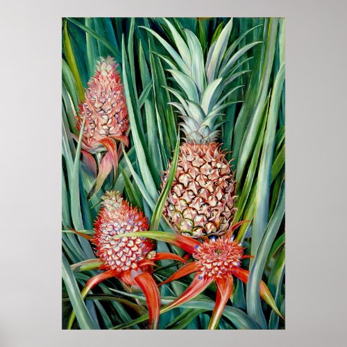 Pineapples by Marianne North _ Exotic Landscape  Poster