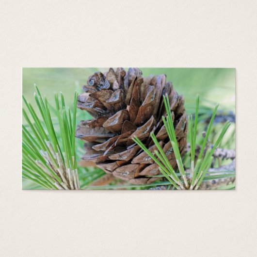 Pinecone (Front)