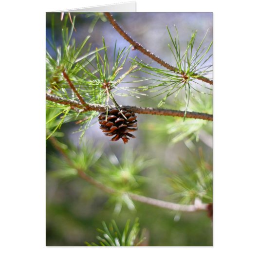 Pinecone - Blank Cards (Front)