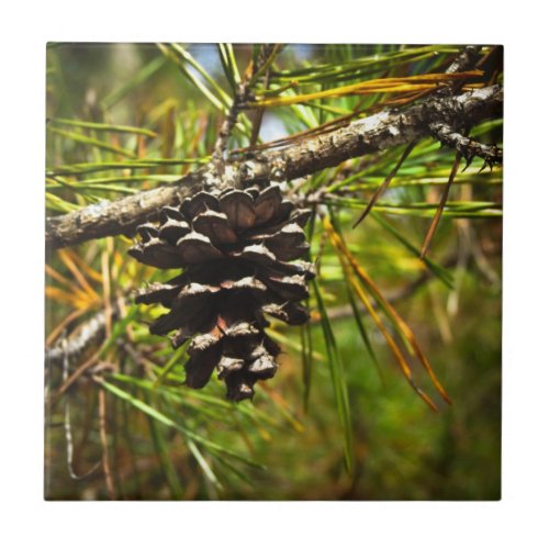 Pinecone Ceramic Tile