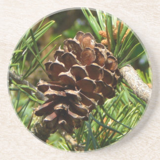 Pinecone in the sun. drink coaster