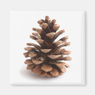 Pinecone Magnet