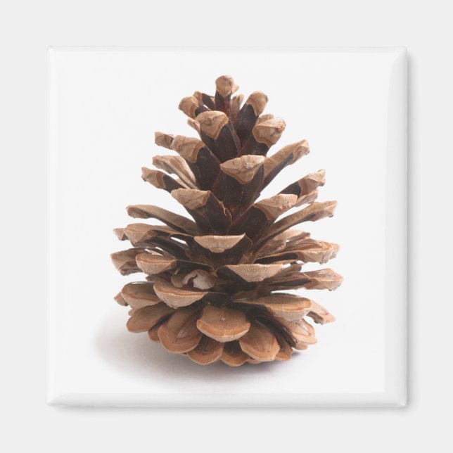 Pinecone Magnet (Front)