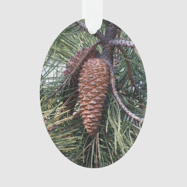 Pinecone on the pine tree ornament (Front)