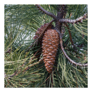 Pinecone on the pine tree poster