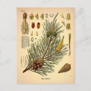 Pinecone Pine Tree Vintage Botanical Print Postcard