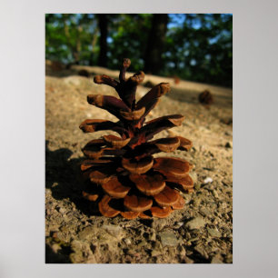 pinecone poster