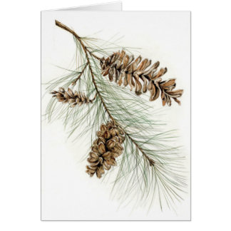 Pinecones Cards