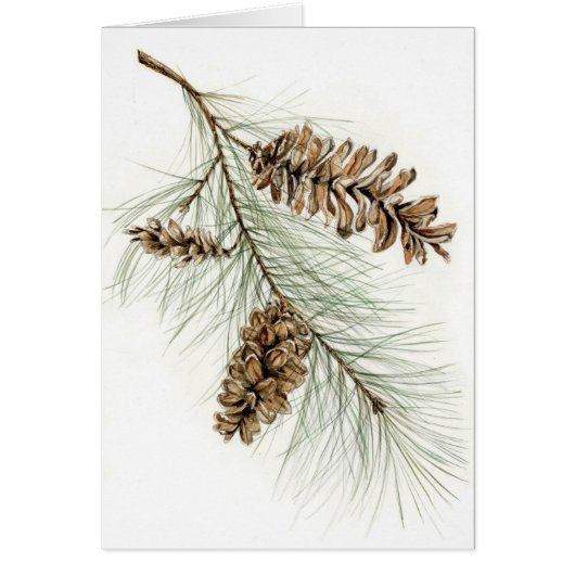 Pinecones Cards (Front)