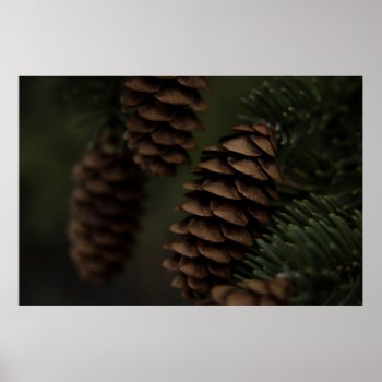 Pinecones In The Shade Nature Photography Poster by William63 at Zazzle