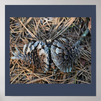 Pinecones Poster