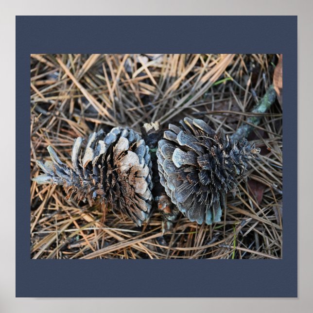 Pinecones Poster (Front)