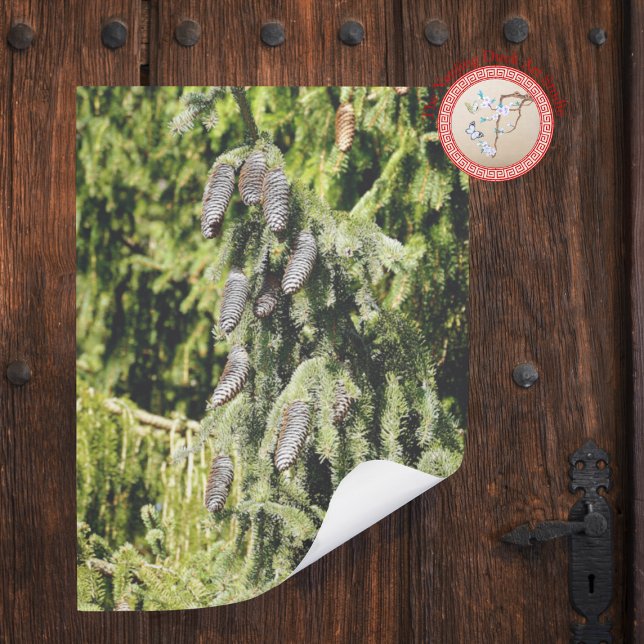 Pinecones Poster (Creator Uploaded)