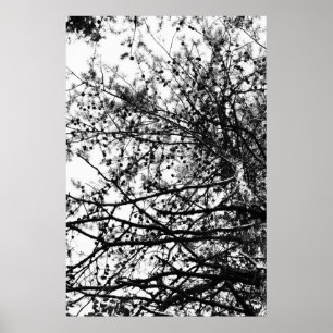 PineCones Poster