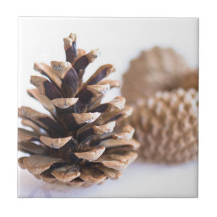 Pinecones Tile