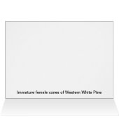 Pineflower (Inside Horizontal (Top))