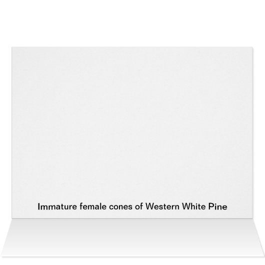 Pineflower (Inside Horizontal (Top))