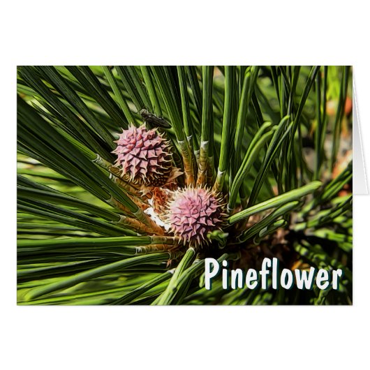 Pineflower (Front Horizontal)