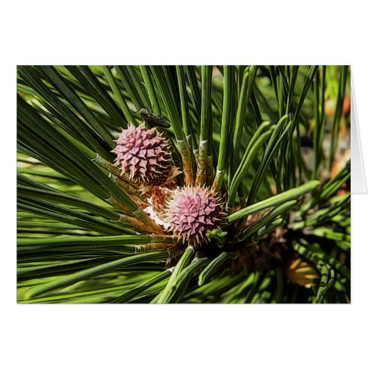 Pineflower Cards (Front Horizontal)