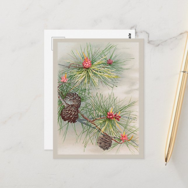 Pines and Flower Christmas Postcard (Front/Back In Situ)