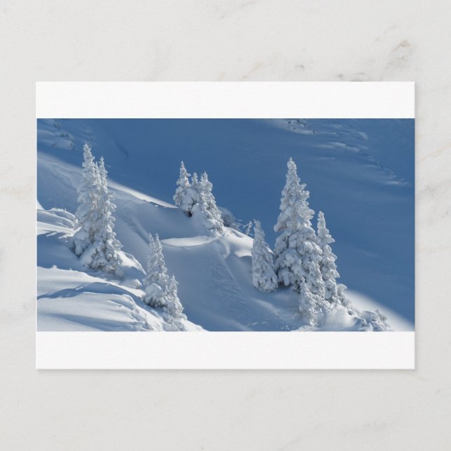 Pines Covered with Snow Postcard (Front)