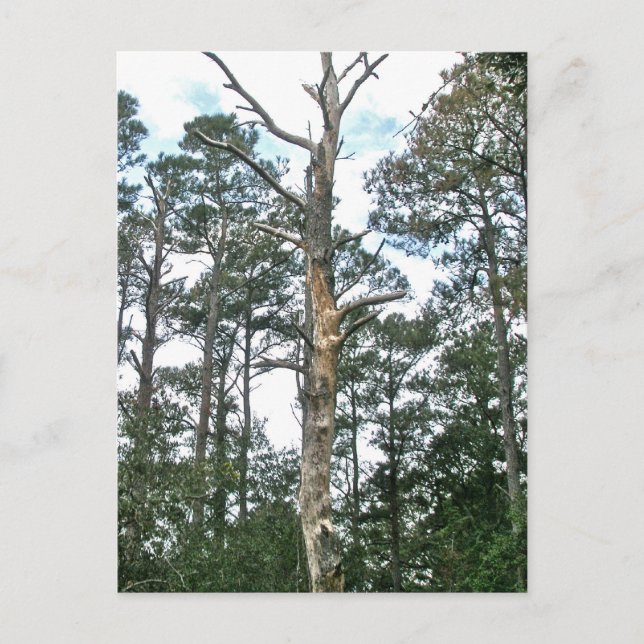 Pines on Beach Nature Trail OBX NC Postcard (Front)