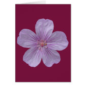 Pineywoods Geranium #1 (Front)