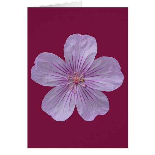 Pineywoods Geranium #1 (Front)