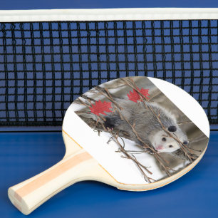 Ping Pong Paddle Opossum Nature