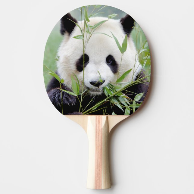 ping pong paddle Photo giant panda , animals. (Front)