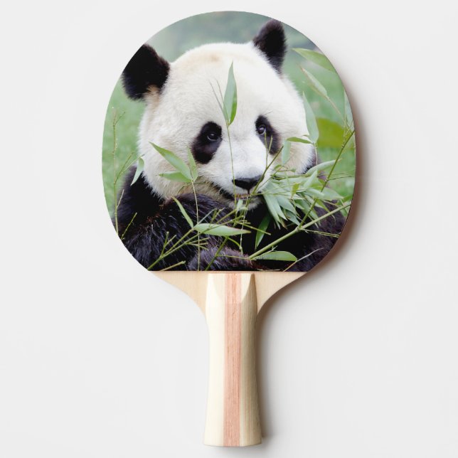 ping pong paddle Photo giant panda , animals. (Front)