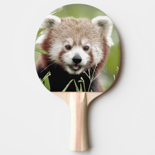 ping pong paddle Photo red panda  animals