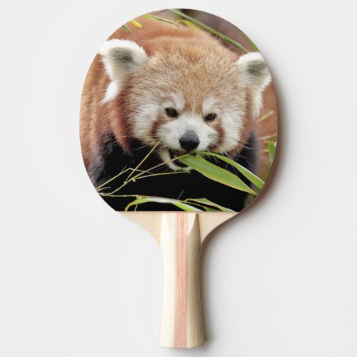 ping pong paddle Photo red panda  animals