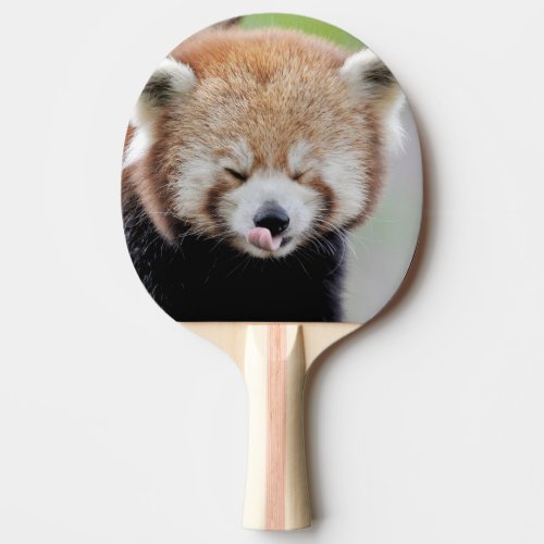 ping pong paddle Photo red panda  animals