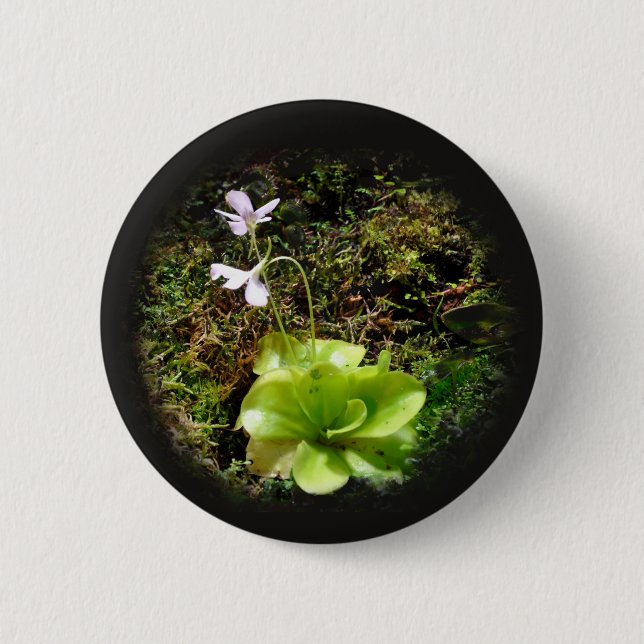 Pinguicula reticulata button (Front)