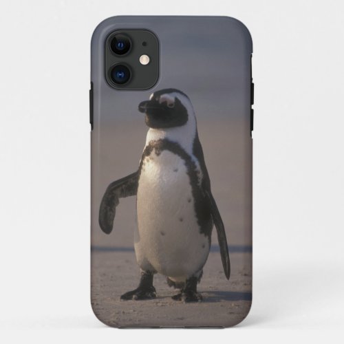 Pinguim africano demersus do Spheniscus ou Jacka iPhone 11 Case
