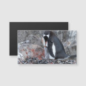 Pinguin with a chick (Front/Back)