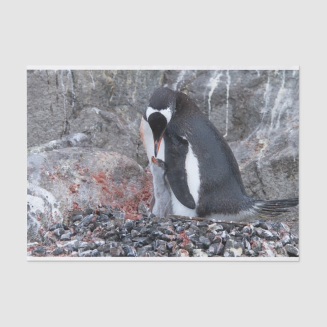 Pinguin with a chick tissue paper (Front)