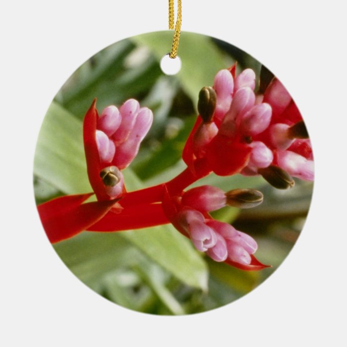 Pink Aechmea Weilbachii V. Leodinensis (Coralberry Christmas Ornaments
