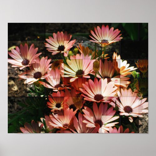 Pink African Daisies Through Glass Flower Poster