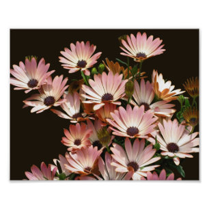 Pink African Daisy Flowers 8x10 Photo Print