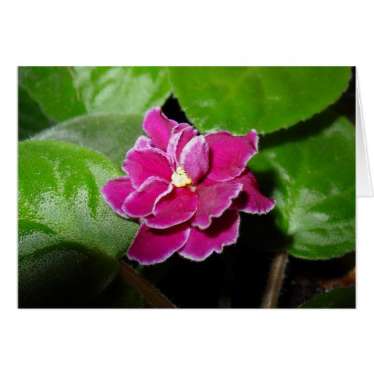 Pink African Violet Blank Card (Front Horizontal)