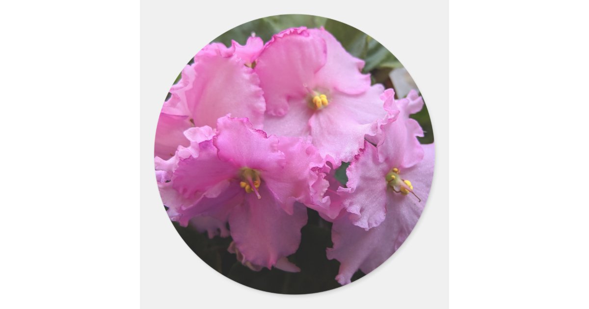 Pink African Violet Stickers Envelope Seals Zazzle