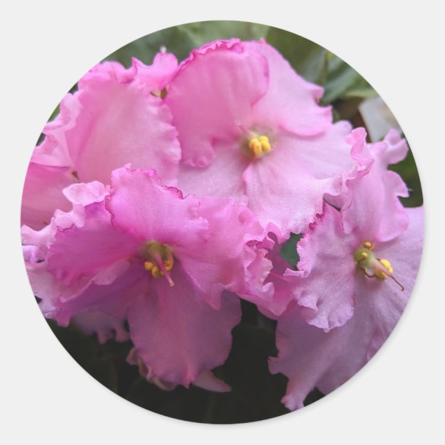Pink African Violet Stickers Envelope Seals (Front)
