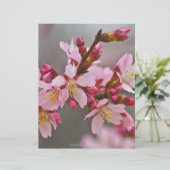 Pink Against A Gray Sky Japanese Cherry Blossoms (Standing Front)