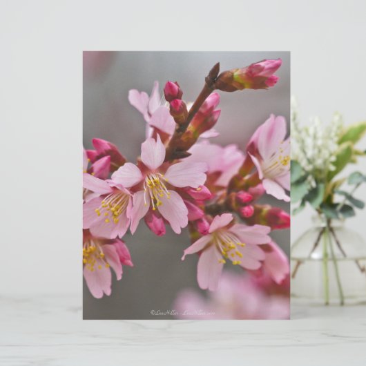 Pink Against A Gray Sky Japanese Cherry Blossoms (Standing Front)